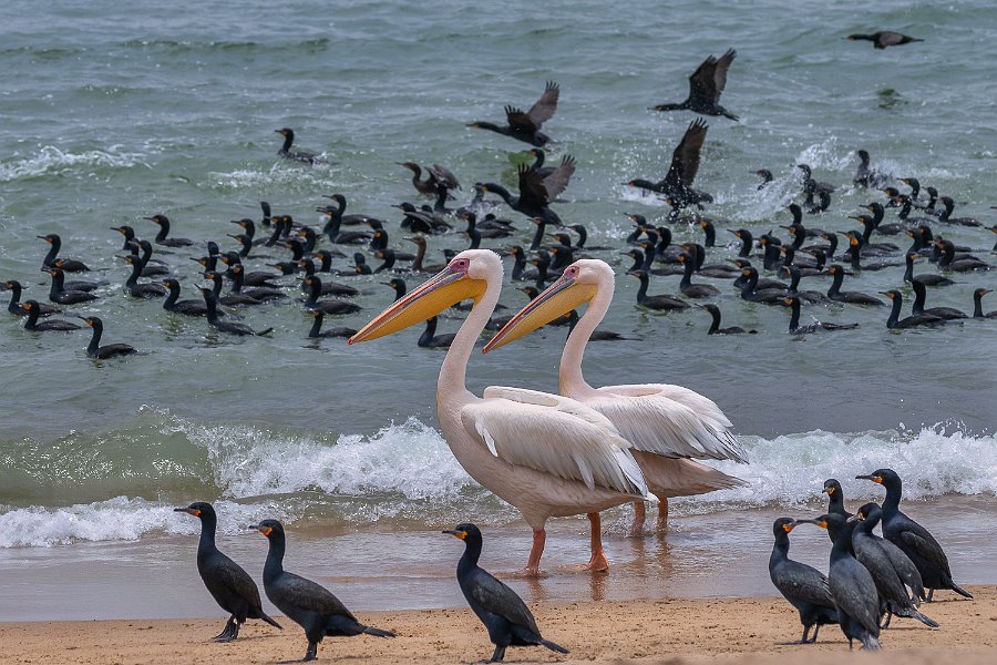 137 Walvisbaai, Namibie.jpg